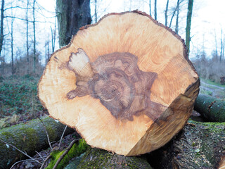 Kettens&auml;ge - gerodeter Baum mit Kernf&auml;ule