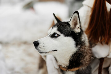 beautiful dog on a leash outdoor games snow fun travel fresh air