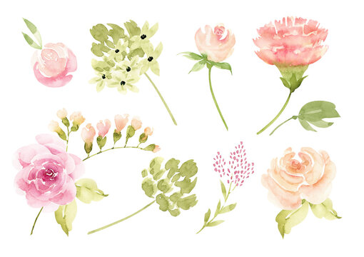Botanical set of watercolor illustrations of pink flowers and plants on a white background. hand painted .