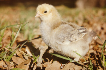 Chick portrait close up in grass.