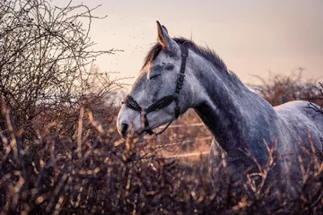 Fototapeten portrait of a horse in the field © fotomolka