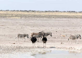 View of ostrich and zebra at water hole