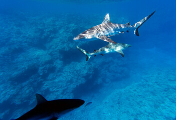 Fototapeta premium Close view of sharks while swimming