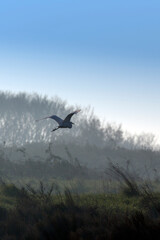 View of one great egret