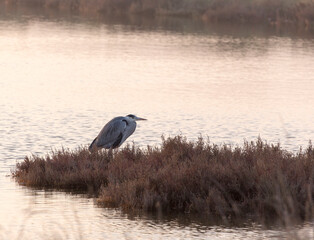 View of one  grey heron