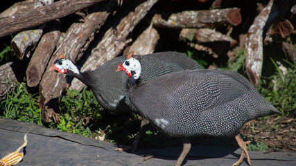 GUINEA Fowl FEEDING ON CORN AND SEEDS ON A FARM