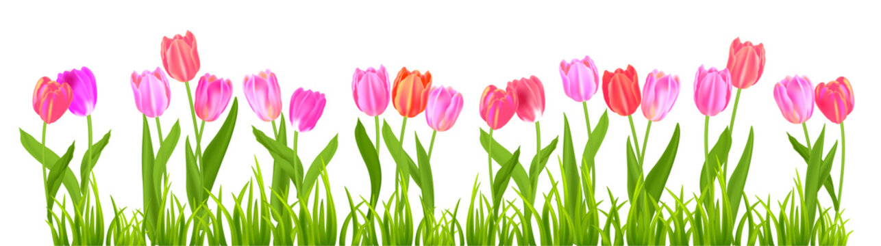 Clip art of tulips