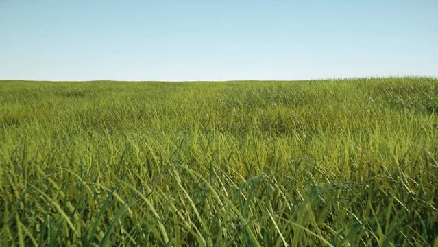 Camera flying on large grass field. Green plain with Blue Sky in daylight. 4k seamlessly looping 3D animation background.
