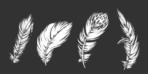 graphic set of white feathers four white feathers, graphics, liner, hand-drawing on a black background, set for logo, template, background, decor element