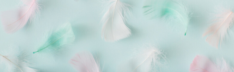 Banner Colorful feathers on pastel blue background. Flat lay, top view