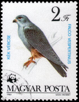 Postage stamp issued in the Hungary with the image of the Red-footed Falcon, Falco vespertinus. From the series on Protected birds of prey, circa 1983