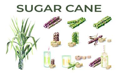 green branches of sugar cane on a white background green branches of sugar cane on a white background, cubes of sugar, the inscription, colored drawing hands