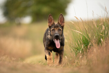Fototapeta premium Deutscher Schäferhund DDR Linie Welpe