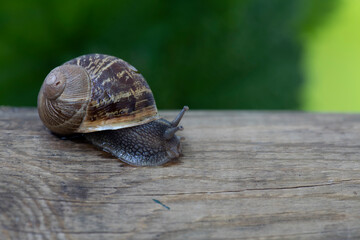 Caracol sobre un tronco de madera y fondo verde