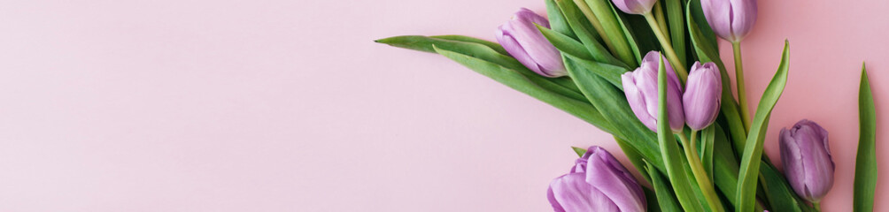 Banner made Purple tulips on pink background. Flat lay, top view, copy space. Flower composition. Spring time concept.