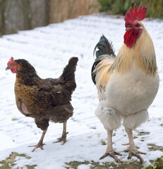 Hahn und Henne auf einem winterlichen Bauernhof