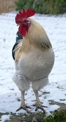 Stolzer Hahn auf einem winterlichen Bauernhof