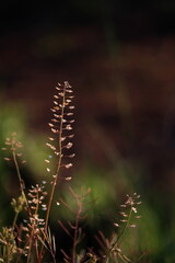 Roadside grass and weeds  - dark photo, close-up