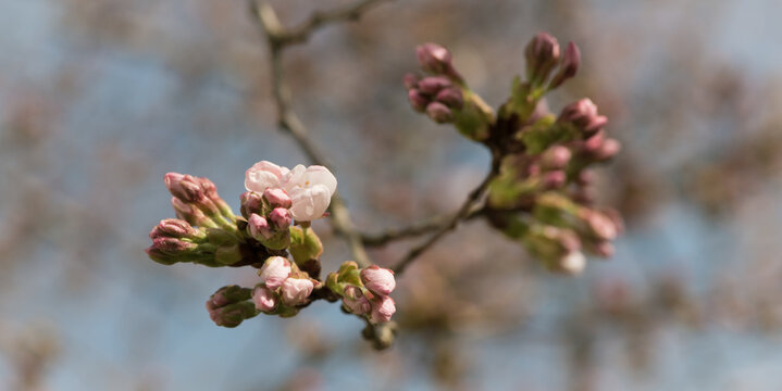 close up macro of pink sakura cherry blossom and buds on tree braches and blue sky