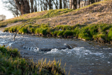 Water in river with grass