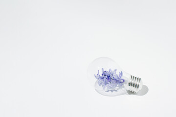 Light bulb filled with violet hyacinth flowers laid horizontally on white background.