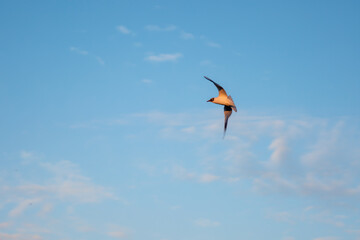 Bird flying over the lake