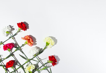 White, yellow, pink and red carnation flowers intertwined on white background.