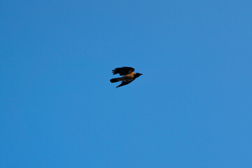 bird near vistula river