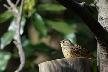 black faced bunting in the forest