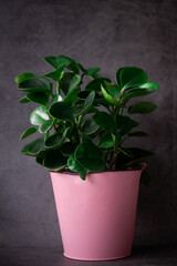 Copy space of green peperomia plant in bucket