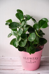 Copy space of green peperomia plant in bucket