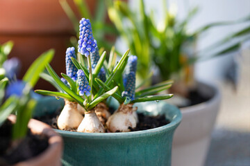 Blue muscari flowers in pot in sunlight - obrazy, fototapety, plakaty