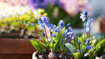 Blue scilla siberica flowers close up. Spring bulb flower background - obrazy, fototapety, plakaty