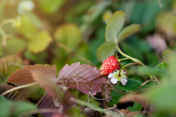 Close up of wild strawberry berry and flower