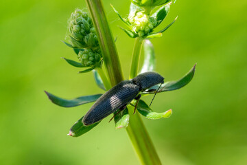 Closeup of a click beetle (Athous haemorrhoidalis) in the green