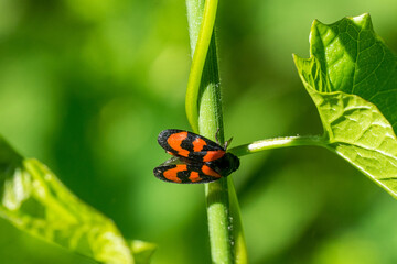 Closeup of a black-and-red froghopper (Cercopis vulnerata) in the green