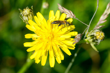Closeup of a beetle (Oedemera femorata) on meadow salsify flower (Tragopogon pratensis)