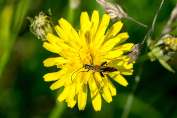 Closeup of a beetle (Oedemera femorata) on meadow salsify flower (Tragopogon pratensis)