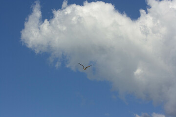 Fototapeta na wymiar seagull bird flying over blue sky with white clouds