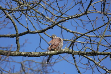 Kestrel on a branch