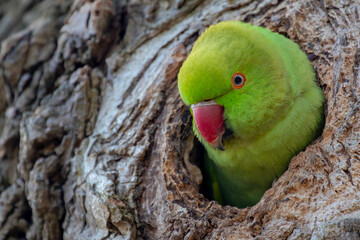Selective focus of rose-ringed parakeet on the tree hollow with tree trunk as background, The female parrot in breeding season, The psittacula krameri in its natural habitat, Living out naturally. © Sarawut