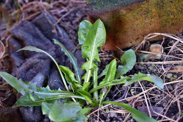 Green leaves of dandelion or healthy natural salad