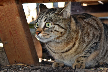 Large domestic cat similar to wild cat, probable descendant (Felis silvestris)