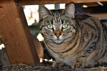 Large domestic cat similar to wild cat, probable descendant (Felis silvestris)