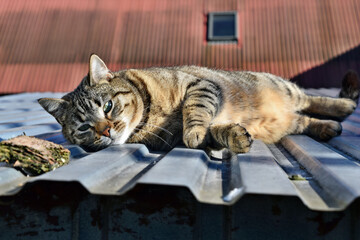 Large domestic cat relaxing on the roof similar to wild cat