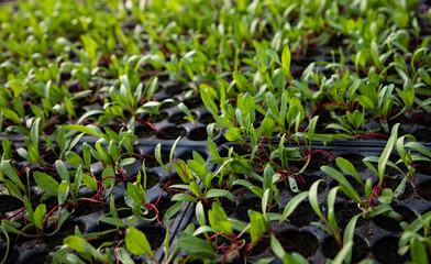  seedlings growing in spring organic bio gardening