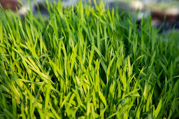 microgreens growing  organic bio gardening