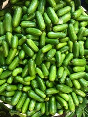 A bunch of cucumbers, organic healthy food