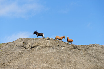 Islandpferde auf einem Felsen