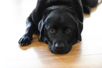 Black labrador lying on hardwood floor with eyes open